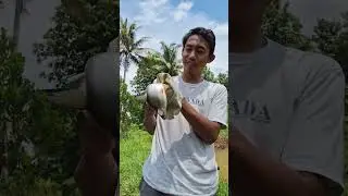 Mancing Santuy Empang Bregedeg