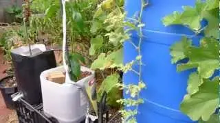 Hydroponic Watermelon, Rockmelon and Jumbo Pumpkin