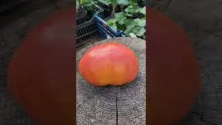 Томат Большая радуга (Big Rainbow) 