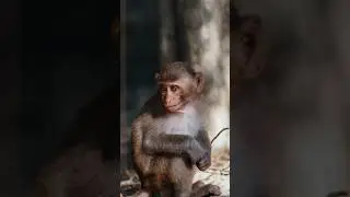 #monkey 🙈 #travel #shorts