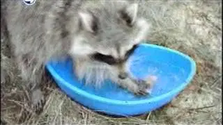 4к, енот