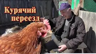 Переносные гнезда для кур оправдали своё название