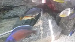 Red fin kandango vs Red Fin borleyi kandango  | African Cichlids | Haps |6'