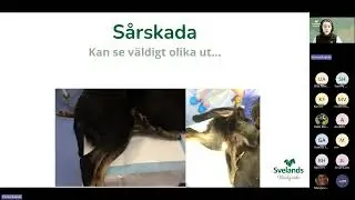 Webbinar: Första hjälpen för hund