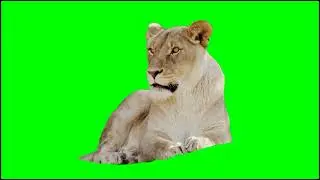 lion 🦁 green screen free | green screen lion 