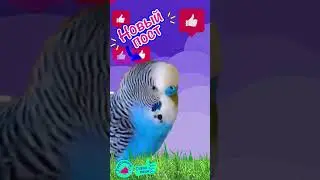 Попугай, прикольный говоряший попугай, попугайчик, попугай Жока говорит