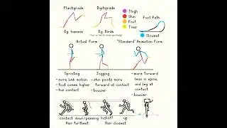Run Cycle Bipeds - Animation Tutorial 
