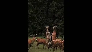 Deer 🦌 stand on two leg and fight each other | Deer #shorts