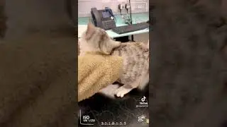 🐈😄😄😄😄😄