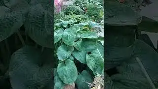 Август. Цветы-цветочки.