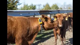 WIRED | Cows Wearing Collars, Corral Technologies