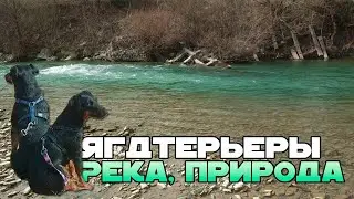 Ягдтерьеры - Тайсон и Фиона гуляют. Река, природа