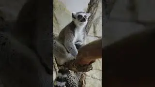 Пополнение в семье лемуров. Видео Южного парка птиц Малинки