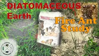 How to kill fire ants naturally - Diatomaceous Earth Fire Ant Study | Useful Knowledge
