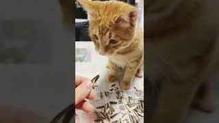 Кот ест семечки😳