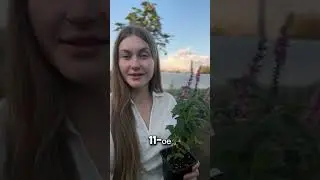 Розовые колосья вероники