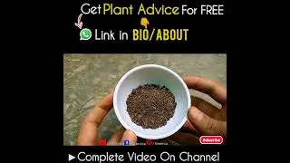 What is the Best Fertilizer For Lantana Plant?