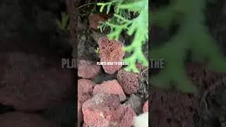 Do Not Choke with Mulch