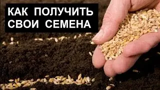 Как получить свои семена