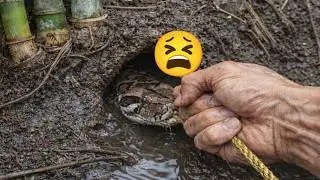 VIRAL!!! Initially thought to be a monster eel, it turned out to be a massive snake weighing 11 kg.