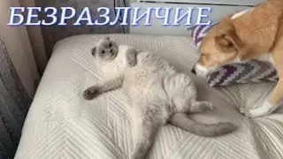 Полное безразличие. #котик