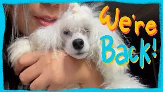 We are back |The Poodle Mom