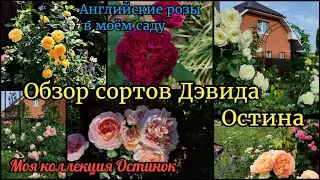 Розы Дэвида Остина в моём саду. Обзор сортов. Моя коллекция остинок. Английские розы