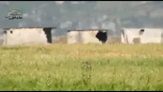 جيش النصر || قنص عنصر لعصابات الأسد على جبهة سهل الغاب بريف حماة الغربي.