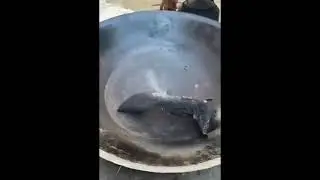 Habilidad culinaria única y vida natural
