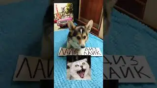 СМЕШНЫЕ ЖИВОТНЫЕ | Корги Луна оценивает котов и кошек | лайк или дизлайк?