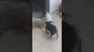 Adeus a uma toalha #cachorrada #pets #toalha