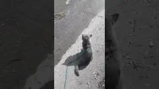Гуляем.