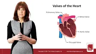 Training Video: Valves of the Heart