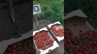 сборы клубники 1 мая. как собирают клубнику клери