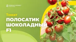 Томат ПОЛОСАТИК ШОКОЛАДНЫЙ F1 | 