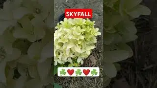 Я от неё такого не ожидала ☘️❤☘️❤☘️❤☘️