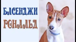 У басенджи хорошее настроение.