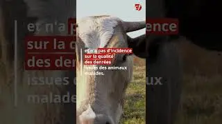 Qu'est-ce que la fièvre catarrhale qui décime les troupeaux ?