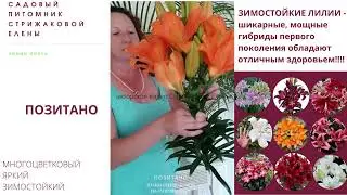 ЗИМОСТОЙКИЕ ЛИЛИИ