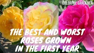 Best and Worst Roses Grown In The First Year  { Colorful Gardener }