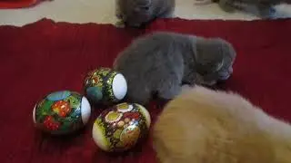 ПАСХАЛЬНЫЕ  КОТЯТКИ