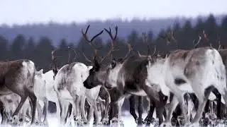 Daniel Herskedal's 'Call for Winter II' (Official Video)