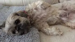 Dog massage