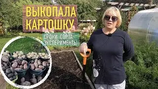 Выкопала картофель: показываю, что получилось и какие сорта точно возьму на следующий сезон.