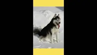 Husky Siberiano veja o perfil da raça #shorts