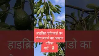 How to grow Hybrid Avocado (एवोकाडो) plants at home. (Part- 3) #trending #youtubeshorts #farming