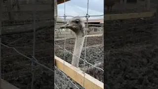 Ostrich 