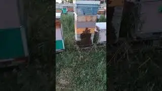 жара