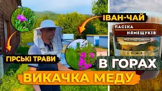 Викачка меду Іван-Чаю, лісовий мед. Встигніть замовити по знижиній ціні!