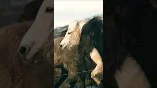 Horse Galloping at 1000 FPS 🐴 Icelandic Horse